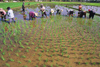 Laos: farmers planting rice in a paddy field - photo by E.Petitalot