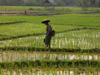 Laos - Muang Noi: Laotian peasant in the rice paddies - photo by P.Artus