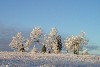 Latvia - Madona:  a white Christmas - freezing  (Madonas Rajons - Vidzeme) (photo by A.Dnieprowsky)