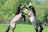 Latvia - Pape: wild horses fight in the meadows - Ferrari pose / zirgs (Rucava, Liepajas Rajons - Kurzeme) - photo by A.Dnieprowsky