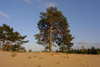 Latvia - Kurzeme - Ventspills Rajon: pines in the sand - pinetree - photo by A.Dnieprowsky