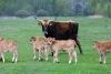 Latvia - Pape: cow and calves (Rucava, Liepajas Rajons - Kurzeme) - photo by A.Dnieprowsky