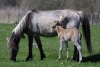 Latvia - Pape: mare and colt - colt and mother - Pape horses (Rucava, Liepajas Rajons - Kurzeme) - photo by A.Dnieprowsky