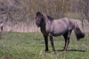 Latvia - Pape:  stallion - zirgi (Rucava, Liepajas Rajons - Kurzeme) - photo by A.Dnieprowsky