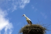 Latvia - Skaistkalne (Bauskas raj. - Zemgale): stork on its nest (photo by  Alex Dnieprowsky)