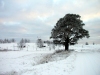 Latvia - Araisi: winter scene (Drabesu pagasts - Cesu Rajons - Vidzeme) (photo by A.Dnieprowsky)