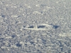 Latvia - Liepaja: fishing hole in the ice (Liepaja municipality - Kurzeme) - photo by A.Dnieprowsky