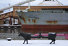 Latvia - Ventspils: oil-cow and the Iran Mazandaran - ship - tanker / Govis -  - cow parade created by Swiss-born artist Pascal Knapp  (photo by A.Dnieprowsky)