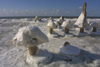 Latvia - Ventspils: ice mushrooms (photo by A.Dnieprowsky)