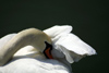 Latvia - Ventspils: swan resting - pond (photo by A.Dnieprowsky)