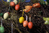 Latvia - Ventspils: Easter decorations - eggs on a tree - Easter tree (photo by A.Dnieprowsky)