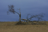 Latvia - Pape: after the storm - broken tree (Liepajas Rajons - Kurzeme) - photo by A.Dnieprowsky