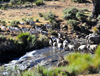 Tiping, Lesotho: sheep cross a river near the A3 road - photo by M.Torres