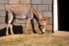 Ha Ramohope, Lesotho: a donkey at his master's door - photo by M.Torres