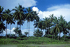 Grand Bassa County, Liberia, West Africa: line of coconut trees - photo by M.Sturges