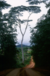 Grand Bassa County, Liberia, West Africa: tree on rural road - photo by M.Sturges