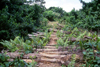 Grand Bassa County, Liberia, West Africa: pedestrian bridge in the jungle - photo by M.Sturges