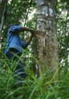 Grand Bassa County, Liberia, West Africa: rubber trees - collecting latex at the old LAC plantation - photo by M.Sturges