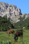 Liechtenstein - Malbun: horses grazing - photo by J.Kaman