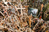 Siauliai, Lithuania: Hill of Crosses - painting and a million crosses - photo by J.Pemberton