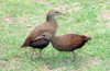 Lord Howe island: Lord Howe Woodhens M/F, Gallirallus sylvestris - fauna - biodiversity - photo by R.Eime