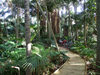 Lord Howe island: meandering pathways lead through forest gardens to the beach - Kentia Palms and Banyan Trees - photo by R.Eime