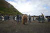 Macquarie island - UNESCO World Heritage Site: penguin rookery - Latitude of 5430' South, longitude 15857' East - photo by Eric Philips / Icetrek