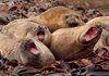 Macquarie Island: blubbershop quartet - a chorus of young elephant seals - Mirounga leonina - UNESCO World Heritage Site - photo by R.Eime