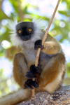 Lokobe Reserve, Nosy Be, Antsiranana Province, Madagascar: female Brown Lemur - photo by R.Eime