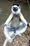 Madagascar - Berenty reserve near Fort-Dauphin, Toliara province: lemur - Verreaux's Sifaka - Propithecus verreauxi - primate - Indriidae family - photo by R.Eime
