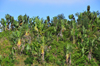 RN2, Atsinanana region, Toamasina Province, Madagascar: forest of travellers' palms - Ravenala madagascariensis - photo by M.Torres