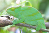 Madagascar - Lokobe Reserve: world's largest chameleon - the neon green, calumma parsonii - Parson's chameleon - camaleo - photo by R.Eime