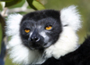 Perinet Reserve, near Andasibe, Toamasina Province, Madagascar: acutely endangered Black and White Ruffed Lemur - Varecia variegata - arboreal primate - this species is still hunted for food - photo by R.Eime