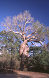 north of Morondava, off  the road to Belon'i Tsiribihina, Menabe region, Toliara region, Madagascar: Les Baobabs Amoureux - Lover baobabs - Adansonia rubrostipa - 'fony' - entwined trees - photo by R.Eime