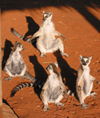 Berenty reserve near Fort-Dauphin, Toliara province, Madagascar: Ring Tailed Lemurs gather together to bask in the morning light - lemur catta - Maki or Hira - photo by R.Eime