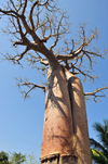 West coast road between Morondava and Alley of the Baobabs, Toliara Province, Madagascar: pair of Siamese baobabs - Adansonia grandidieri - photo by M.Torres
