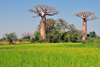 West coast road between Morondava and Alley of the Baobabs, Toliara Province, Madagascar: tall rice, baobabs and egrets - Adansonia grandidieri - photo by M.Torres