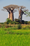 West coast road between Morondava and Alley of the Baobabs, Toliara Province, Madagascar: rice field and cluster of baobabs that survived deforestation due to their sacred character - Adansonia grandidieri - photo by M.Torres