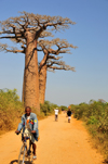 West coast road between Morondava and Alley of the Baobabs, Toliara Province, Madagascar: bicycle, dirt road and baobabs - Adansonia grandidieri - photo by M.Torres