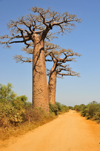 West coast road between Morondava and Alley of the Baobabs, Toliara Province, Madagascar: pair of baobabs along the main road - Adansonia grandidieri - photo by M.Torres