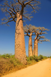West coast road between Morondava and Alley of the Baobabs, Toliara Province, Madagascar: dirt road and baobabs with horizontal branches - Adansonia grandidieri, the better known of Malagasy baobabs - photo by M.Torres