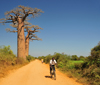 West coast road between Morondava and Alley of the Baobabs, Toliara Province, Madagascar: bycicle rider going north and baobabs - Adansonia grandidieri - photo by M.Torres