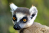 Madagascar - Berenty reserve near Fort-Dauphin, Toliara province: Ring Tailed Lemur - face close-up of a Maki or Hira - Lemur catta - Strepsirhine primate, Lemuridae family - listed as 'Near Threatened' in the IUCN Red List - photo by Rod Eime