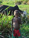 Bekopaka, Antsalova district, Melaky region, Mahajanga province, Madagascar: a boy and his zebu - photo by M.Torres