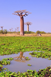 Alley of the Baobabs, north of Morondava, Menabe region, Toliara province, Madagascar: baobabs and pond with water lilies - raising water levels due to expanding rice cultivation threaten the baobabs - Adansonia grandidieri - photo by M.Torres