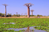 Alley of the Baobabs, north of Morondava, Menabe region, Toliara province, Madagascar: baobabs and pond with water lilies - baobab roots are harmed by waterlogged soils - Adansonia grandidieri - photo by M.Torres