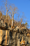 Antsalova district, Melaky region, Mahajanga province, Madagascar: Manambolo River - trees along the ridgeline - adenias - photo by M.Torres