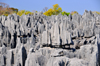Tsingy de Bemaraha National Park, Mahajanga province, Madagascar: grey forest of rock pinnacles - karst limestone formation - UNESCO World Heritage Site - photo by M.Torres