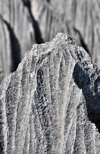 Tsingy de Bemaraha National Park, Mahajanga province, Madagascar: detail of a stone blade - karst limestone formation - UNESCO World Heritage Site - photo by M.Torres