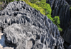 Tsingy de Bemaraha National Park, Mahajanga province, Madagascar: karst limestone formation - space for vegetation is scarce - UNESCO World Heritage Site - photo by M.Torres